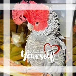 Meet your Posher, Chosen